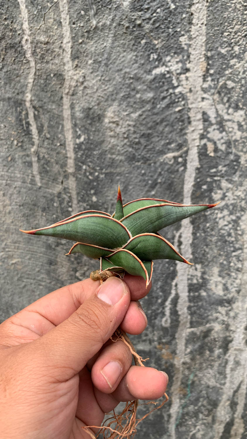 1006. Sansevieria Rorida - Image 5