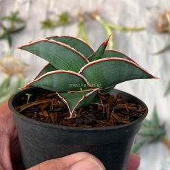 Alternative view of 1006. Sansevieria Rorida