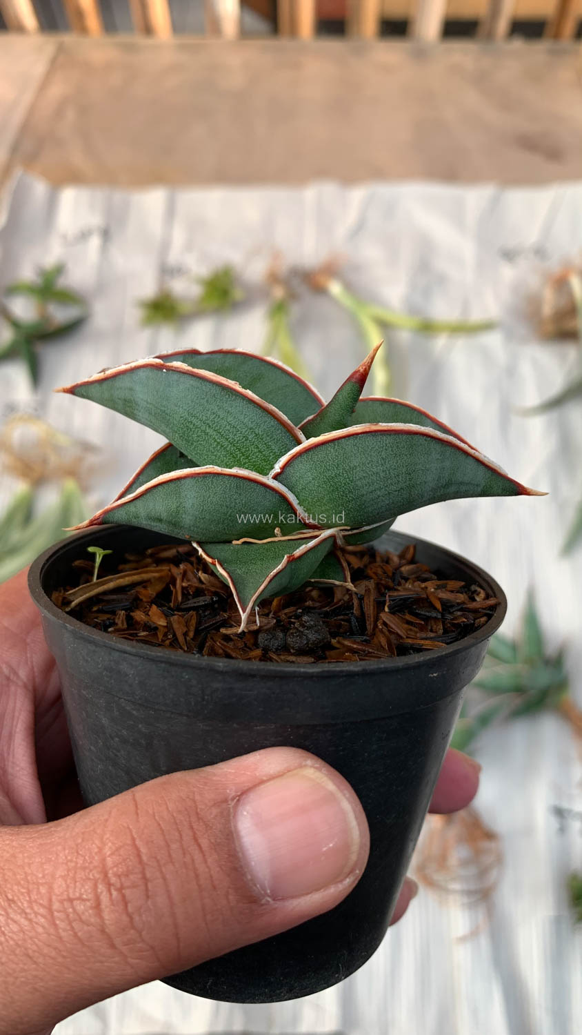 1006. Sansevieria Rorida - Image 2