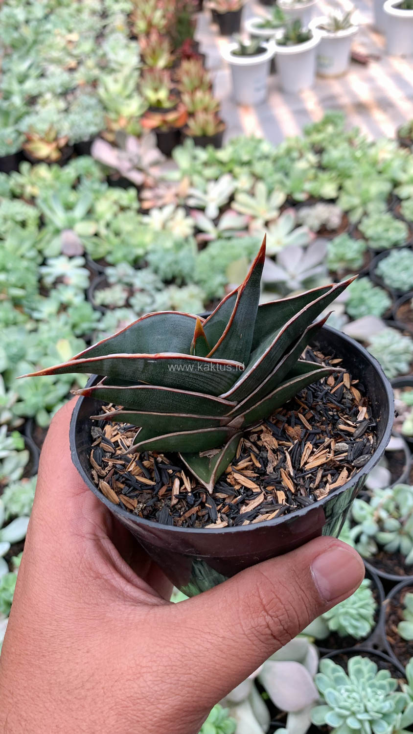 1006. Sansevieria Rorida - Image 6