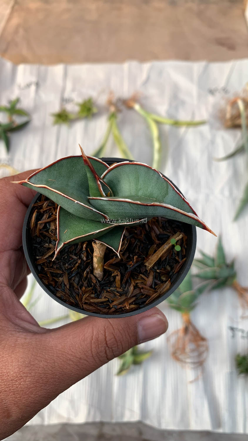 1006. Sansevieria Rorida - Image 4