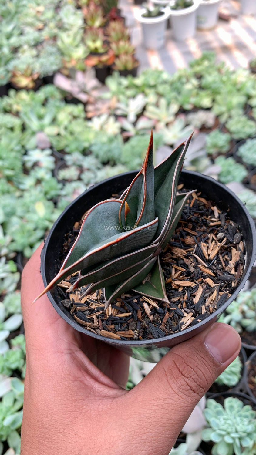 1006. Sansevieria Rorida - Image 10