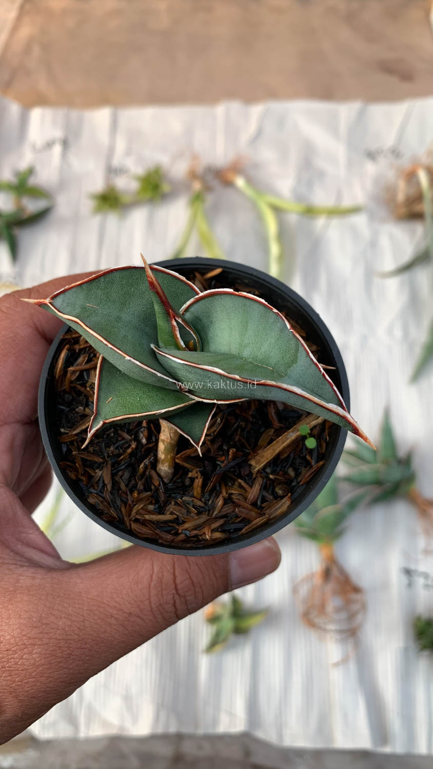 1006. Sansevieria Rorida - Image 14