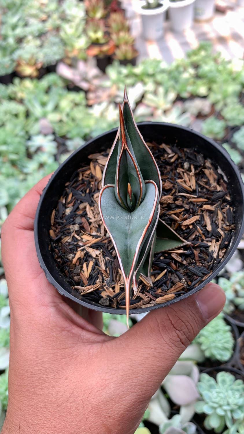 1006. Sansevieria Rorida - Image 12