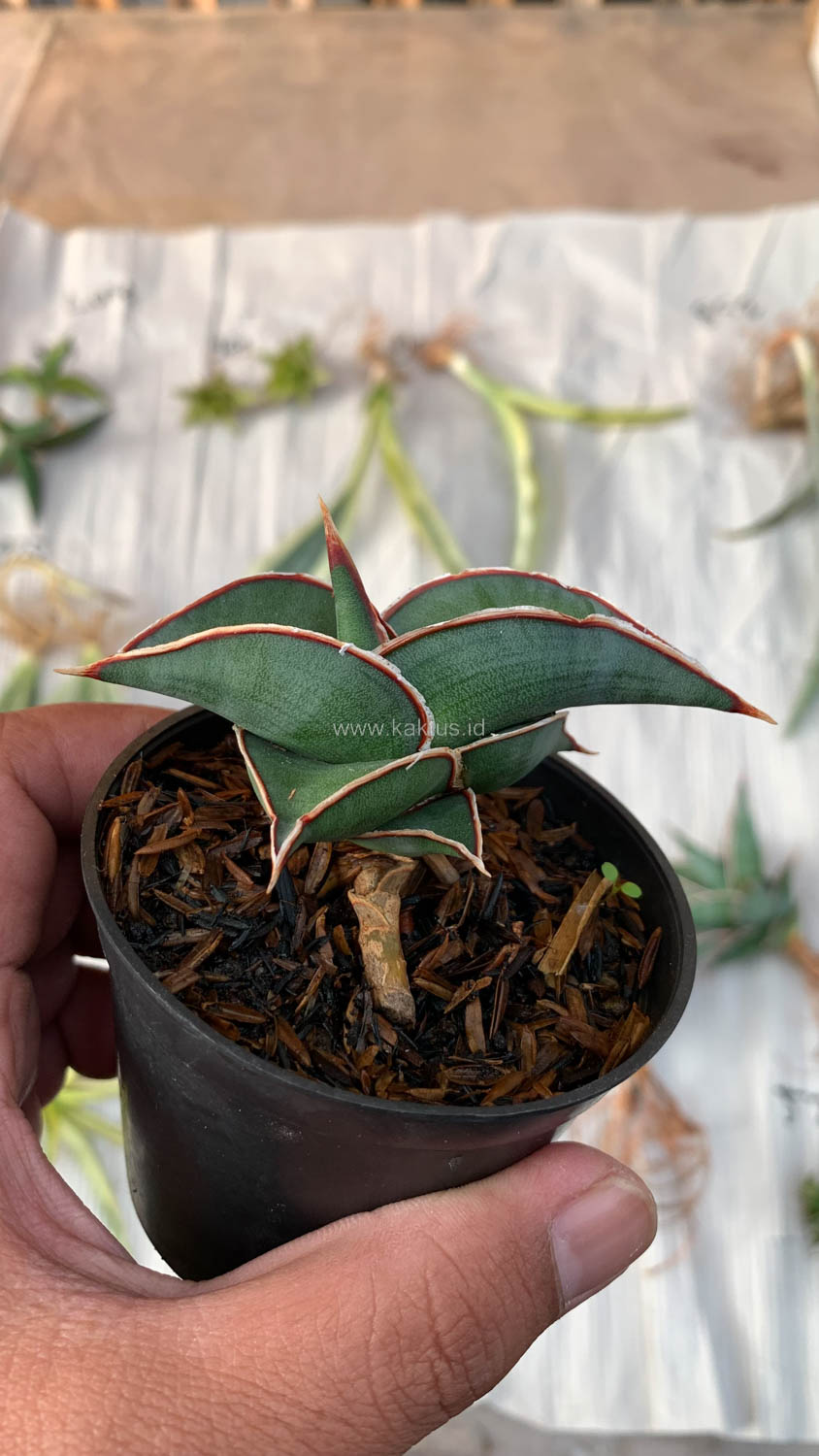 1006. Sansevieria Rorida - Image 17