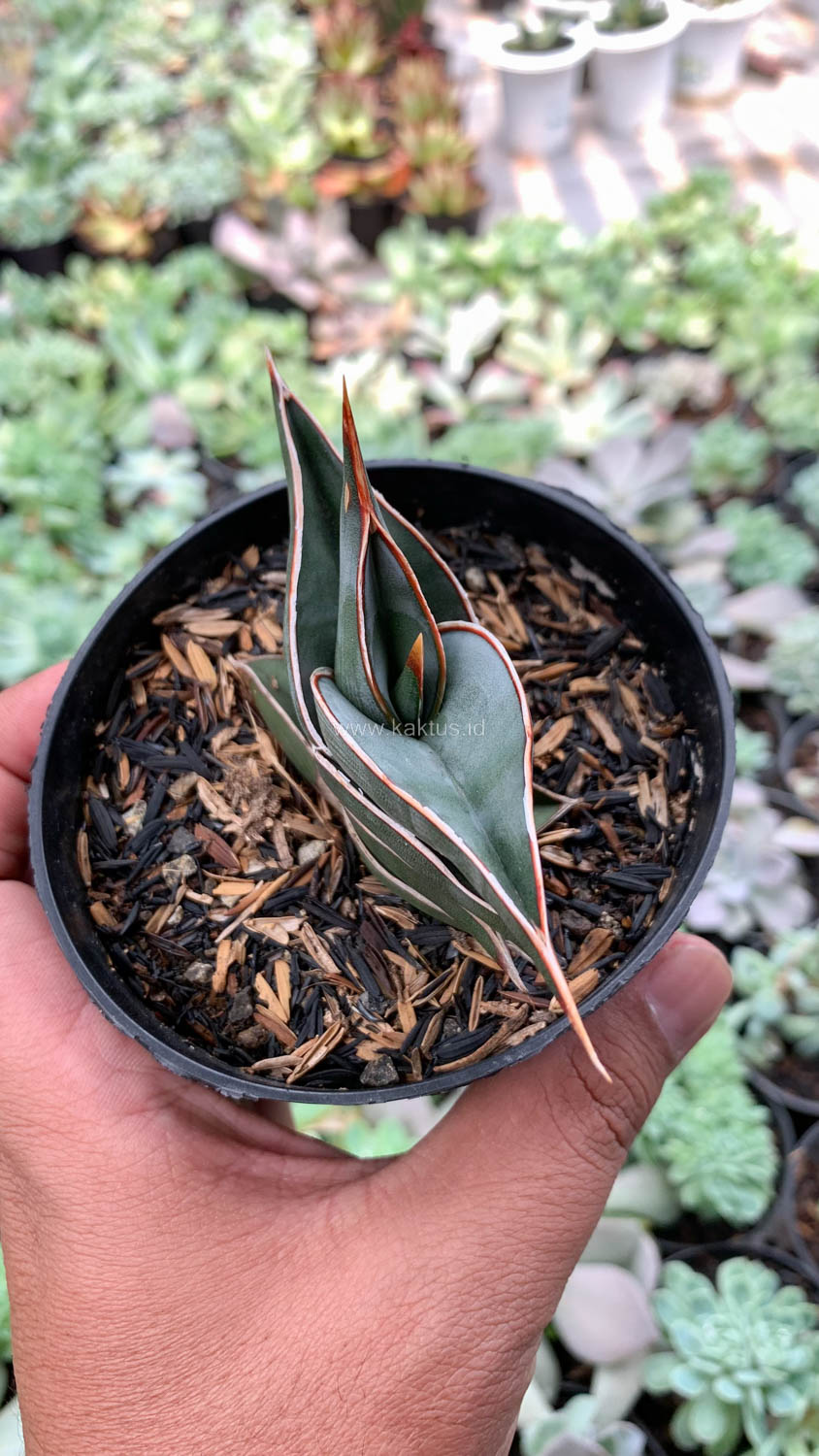1006. Sansevieria Rorida - Image 15