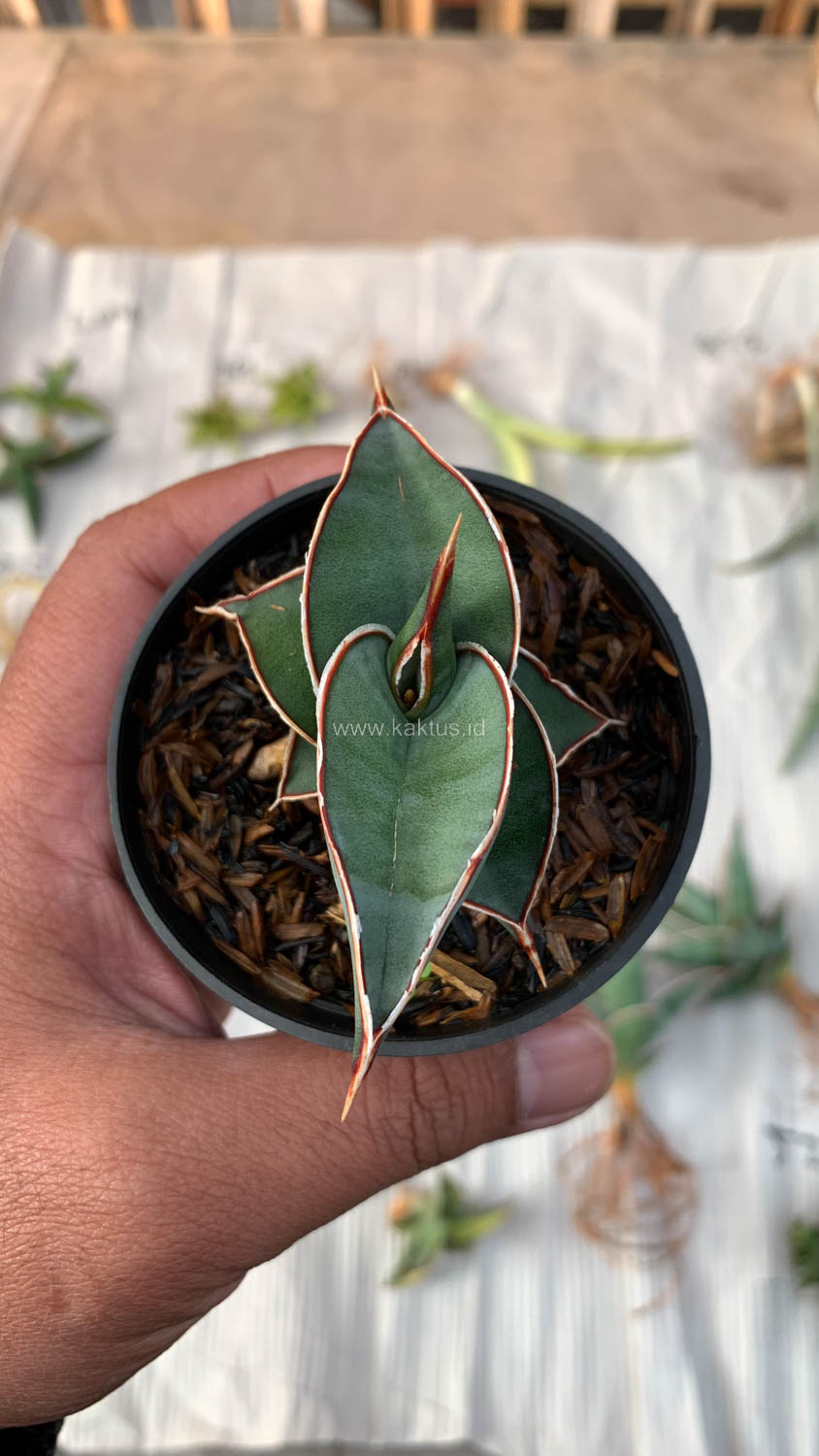 1006. Sansevieria Rorida - Image 18