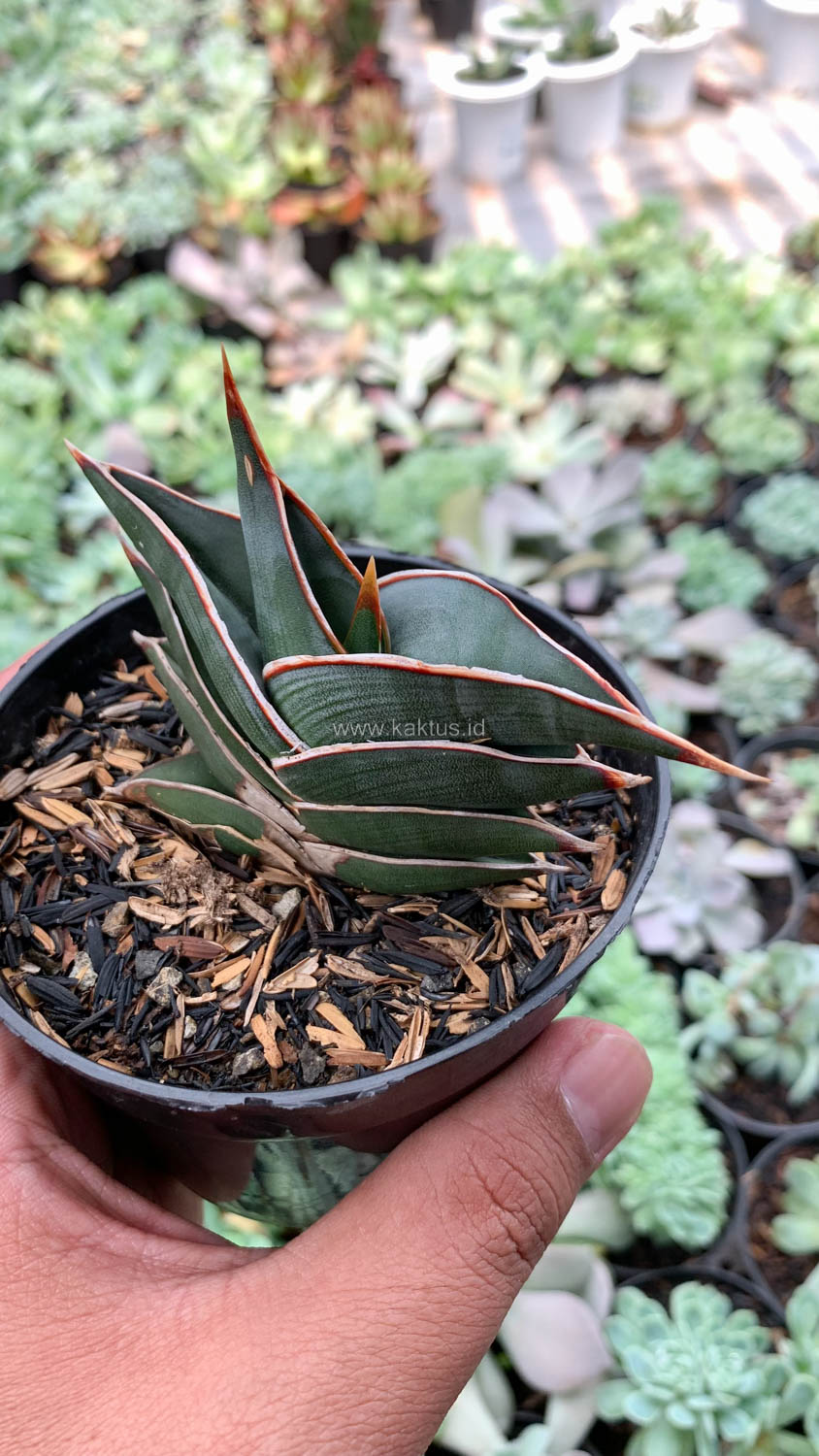 1006. Sansevieria Rorida - Image 25