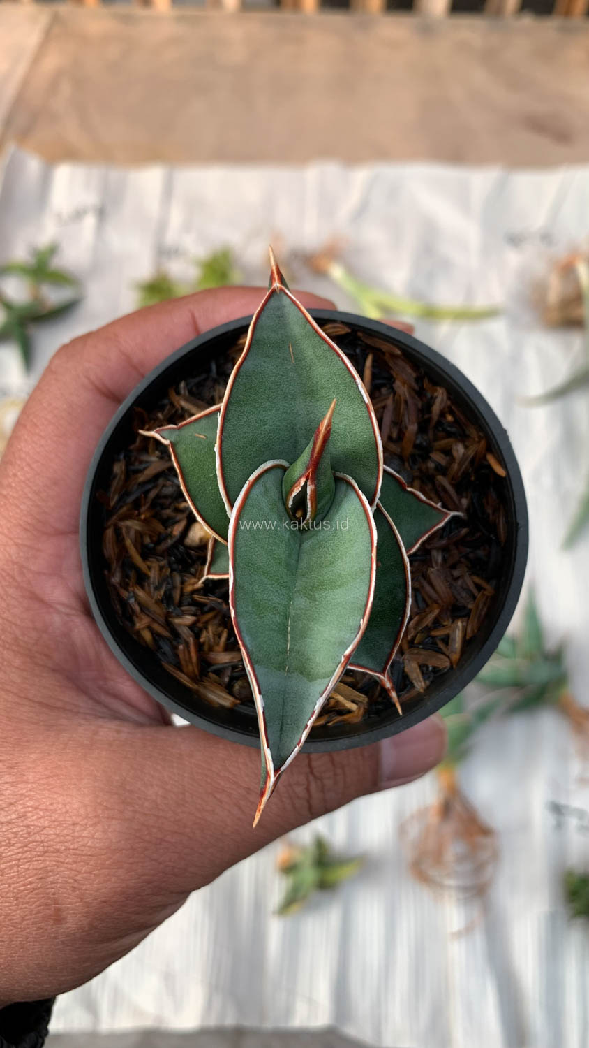 1006. Sansevieria Rorida - Image 20