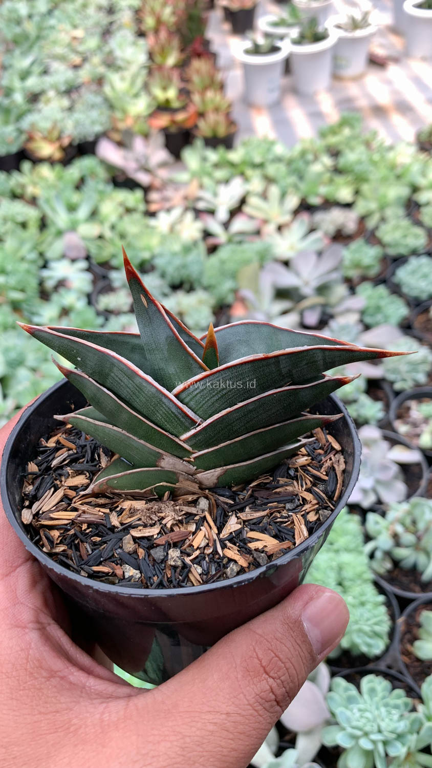 1006. Sansevieria Rorida - Image 16