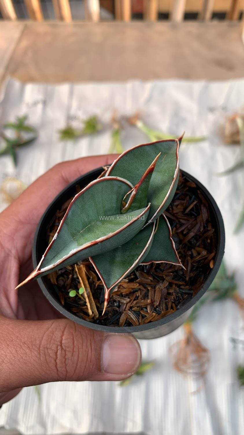 1006. Sansevieria Rorida - Image 21