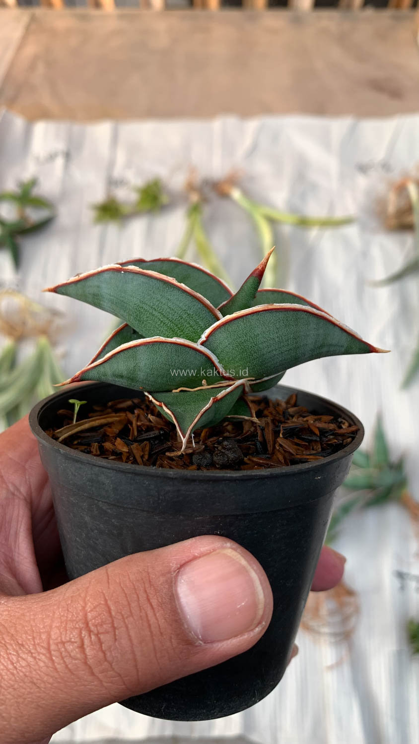 1006. Sansevieria Rorida - Image 22