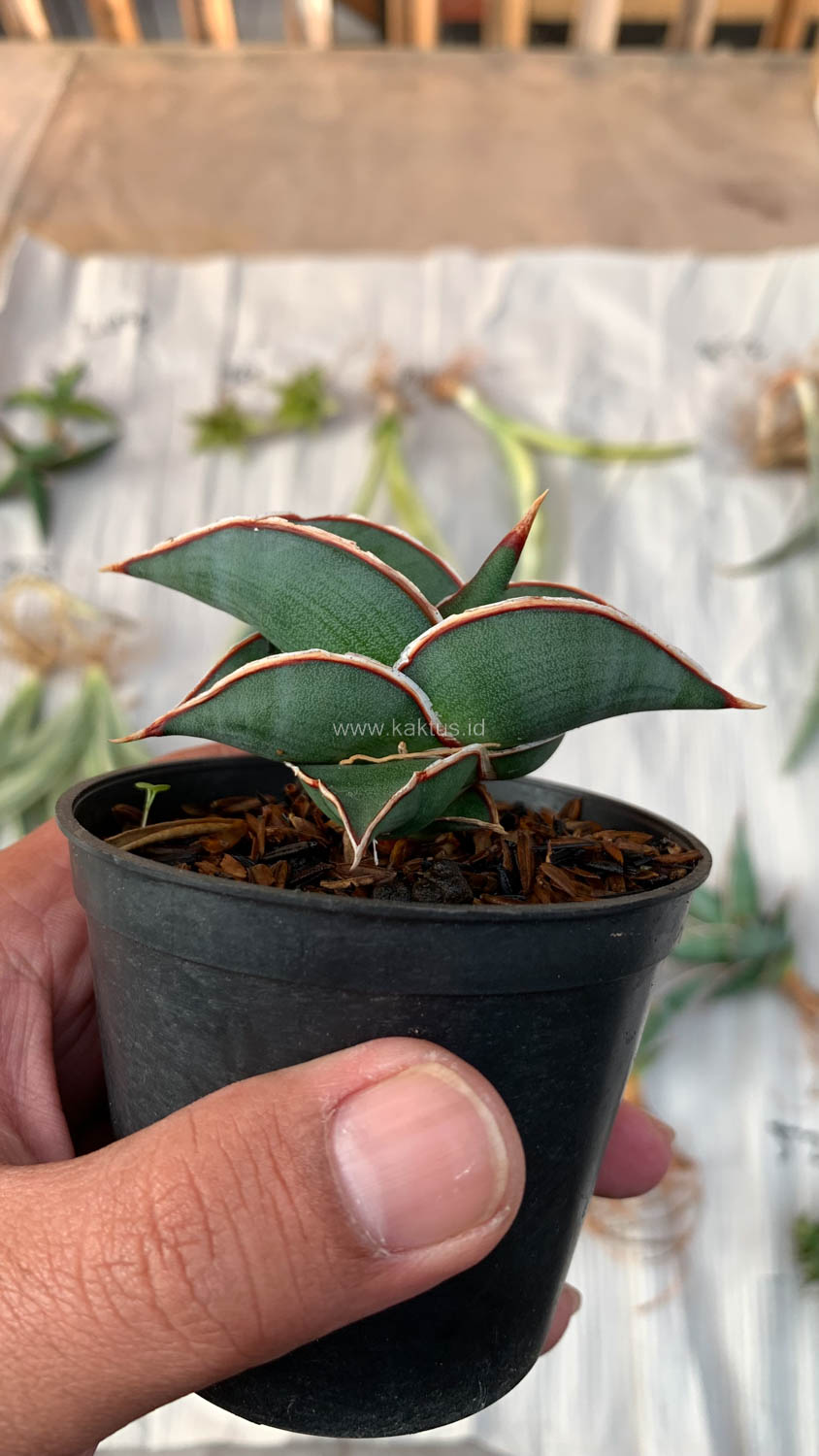 1006. Sansevieria Rorida - Image 24