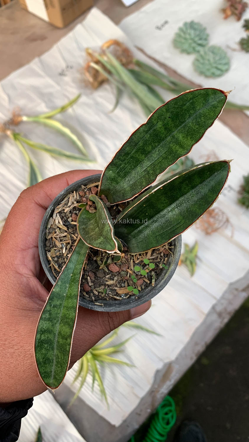 1007. Sansevieria Baseball 1 Leaf - Image 10