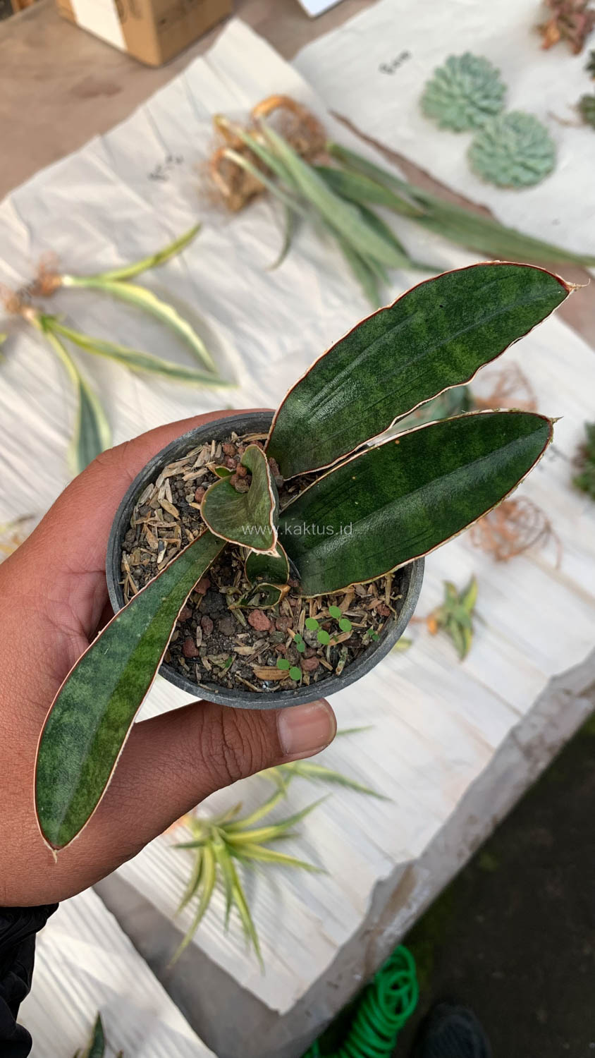 1007. Sansevieria Baseball 1 Leaf - Image 11