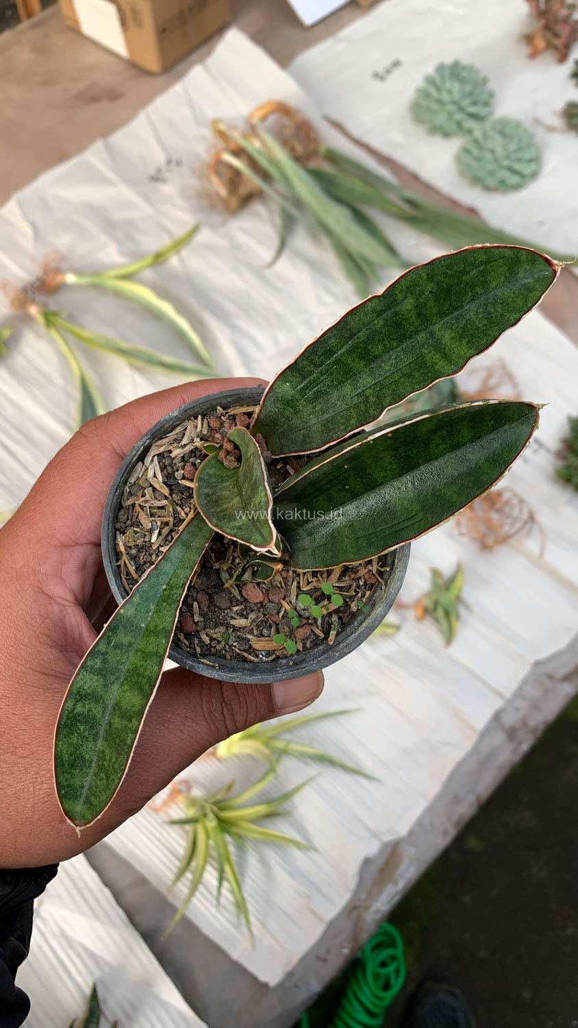 1007. Sansevieria Baseball 1 Leaf - Image 12
