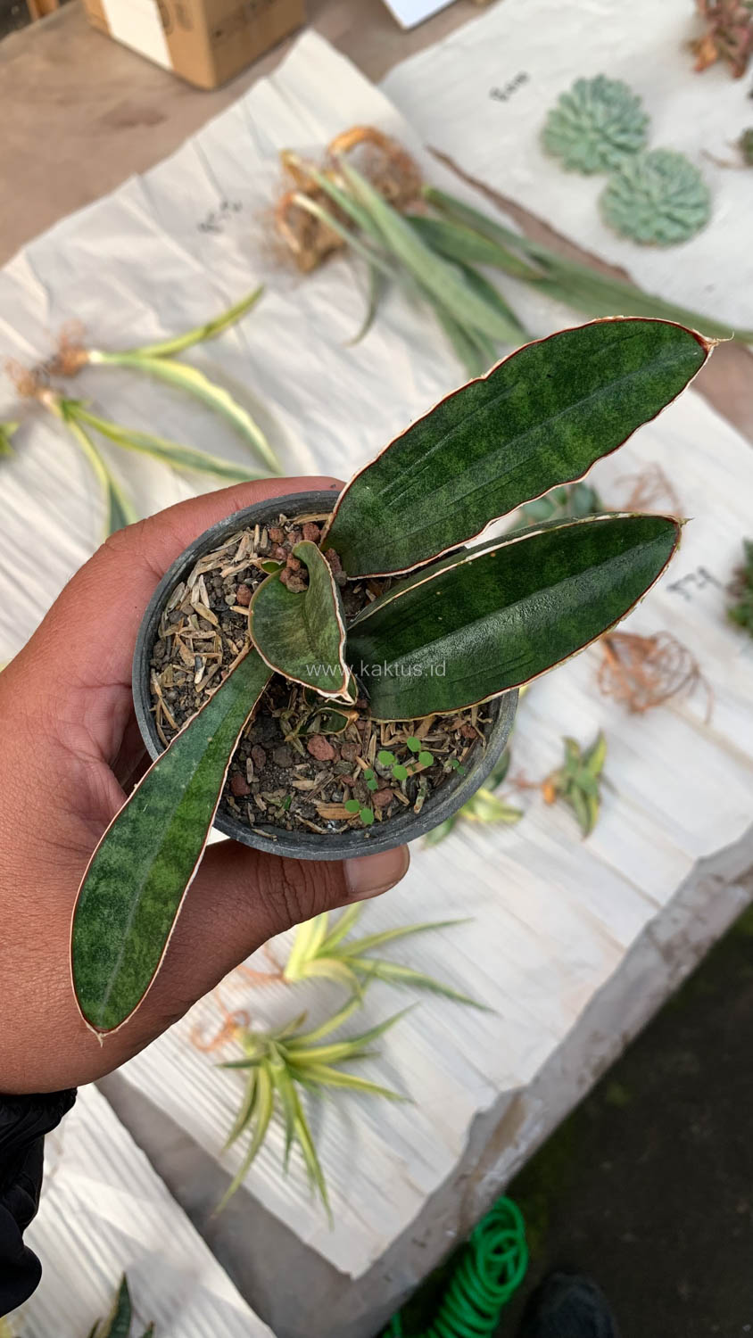 1007. Sansevieria Baseball 1 Leaf - Image 13