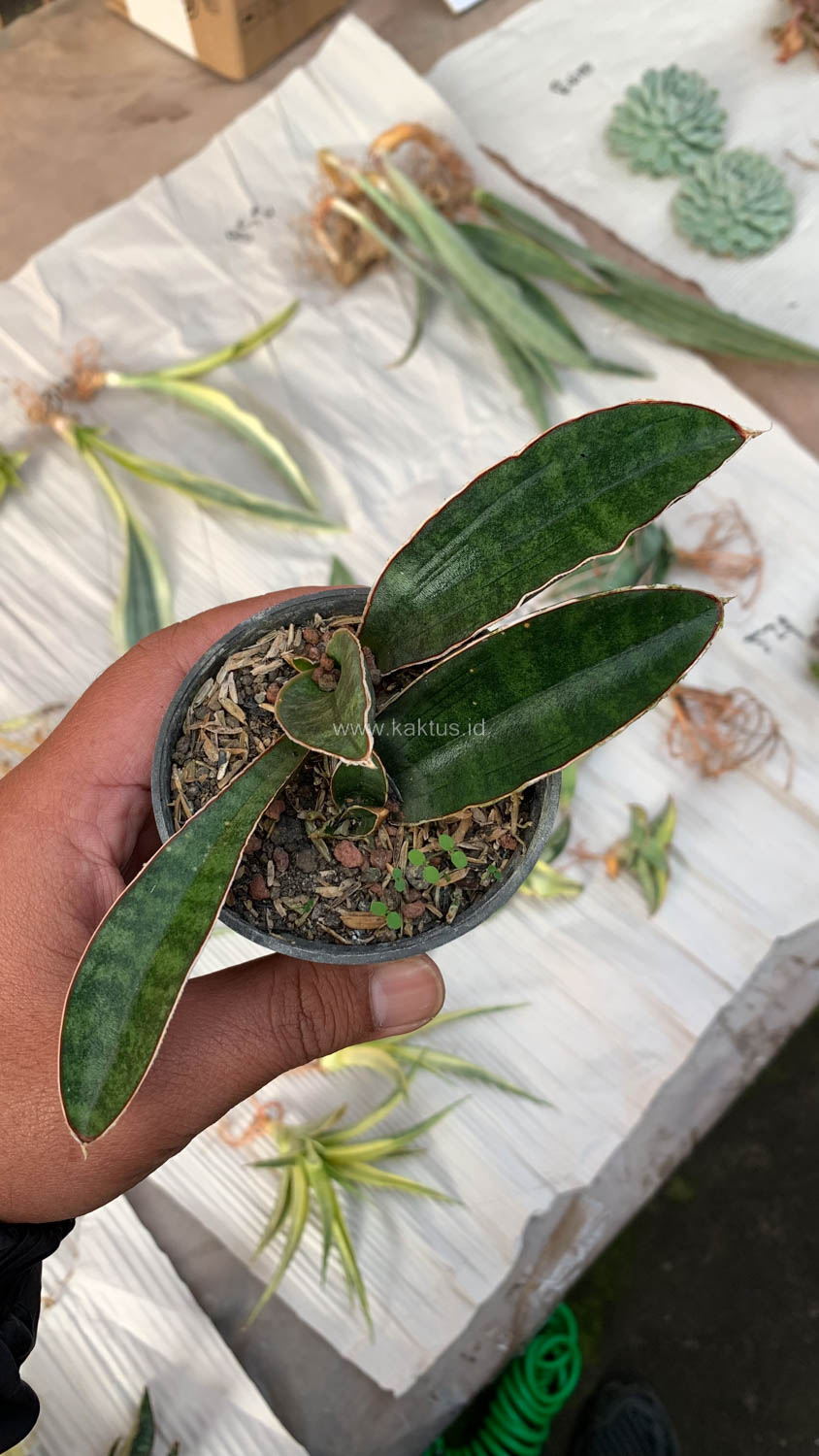 1007. Sansevieria Baseball 1 Leaf - Image 14