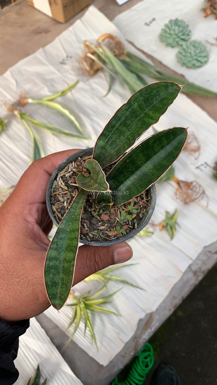 1007. Sansevieria Baseball 1 Leaf - Image 15
