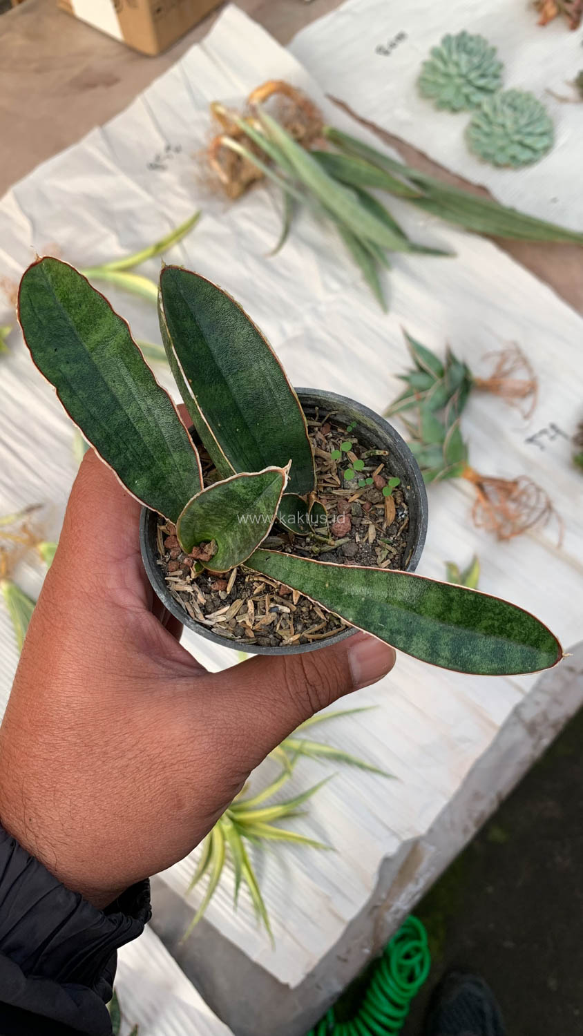 1007. Sansevieria Baseball 1 Leaf - Image 16