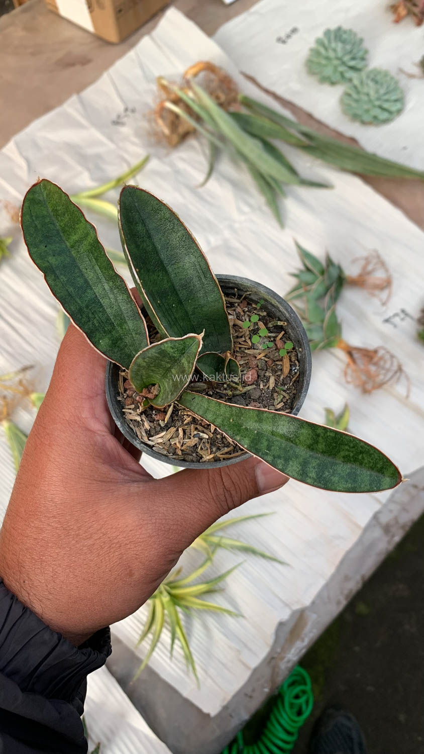 1007. Sansevieria Baseball 1 Leaf - Image 17