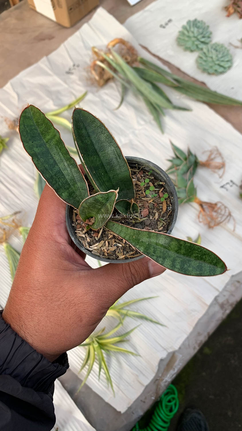 1007. Sansevieria Baseball 1 Leaf - Image 18