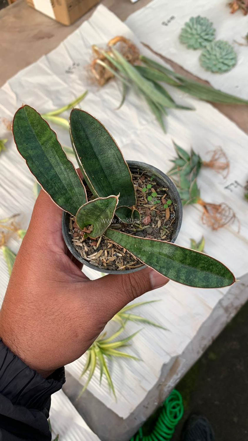 1007. Sansevieria Baseball 1 Leaf - Image 3