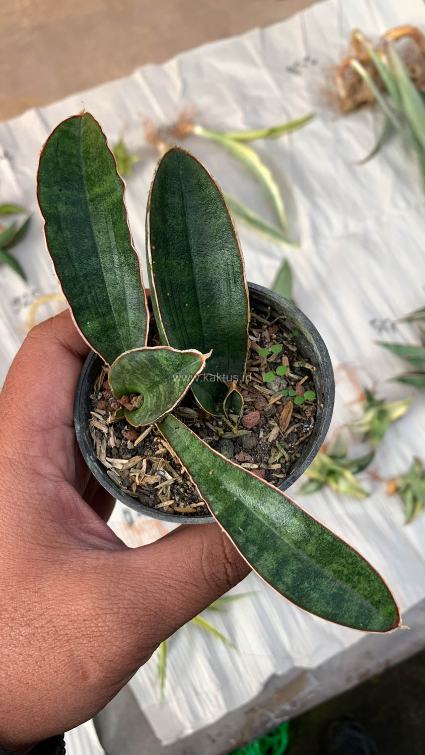 1007. Sansevieria Baseball 1 Leaf - Image 4