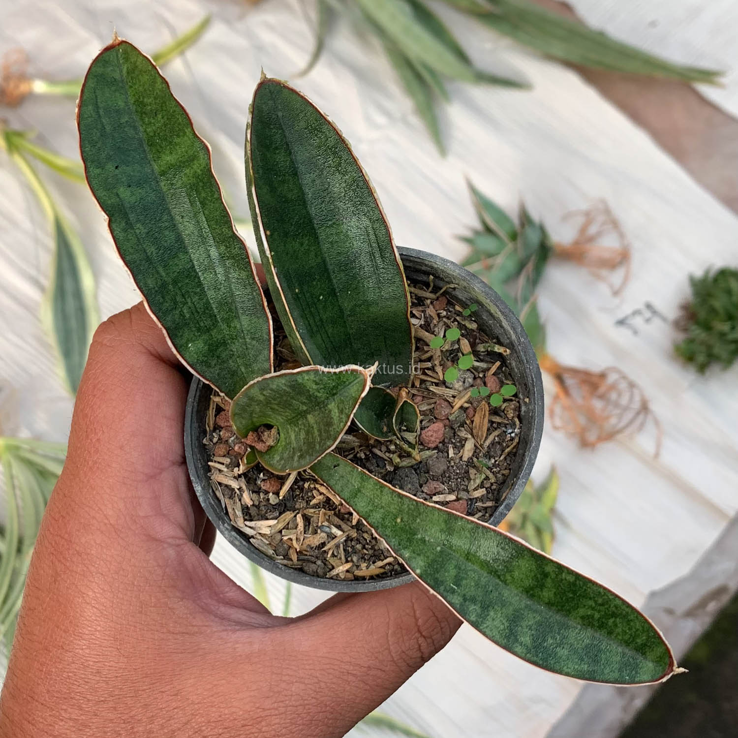 1007. Sansevieria Baseball 1 Leaf - Image 5