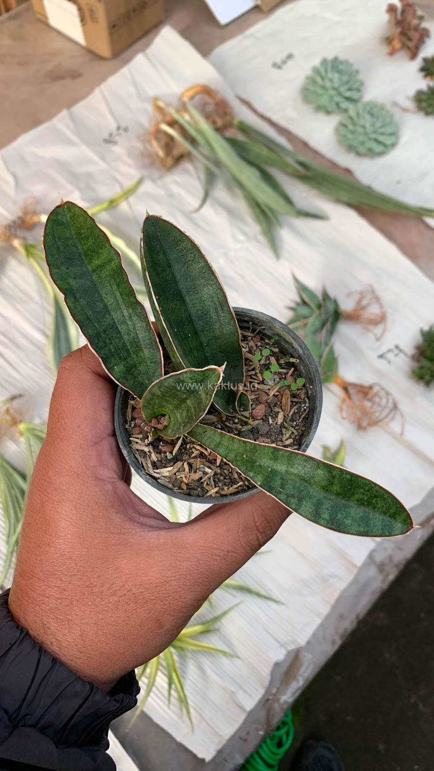 1007. Sansevieria Baseball 1 Leaf - Image 6