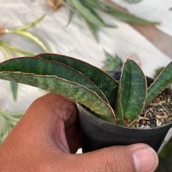 Alternative view of 1007. Sansevieria Baseball 1 Leaf