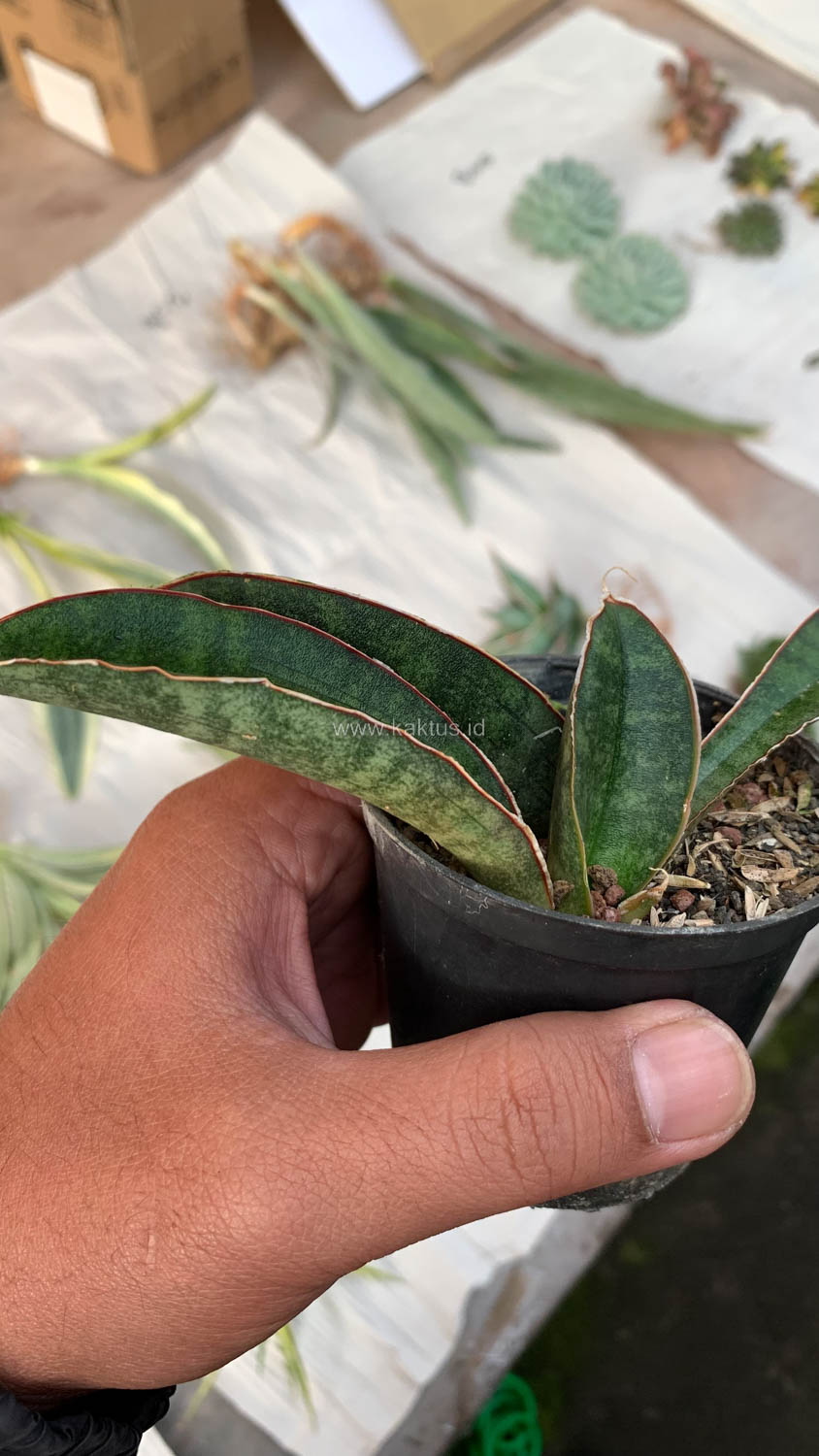 1007. Sansevieria Baseball 1 Leaf - Image 2