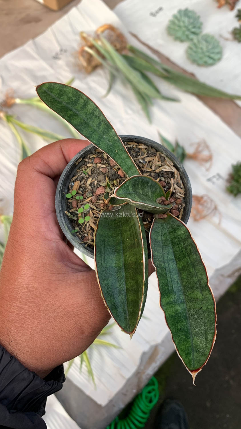 1007. Sansevieria Baseball 1 Leaf - Image 7