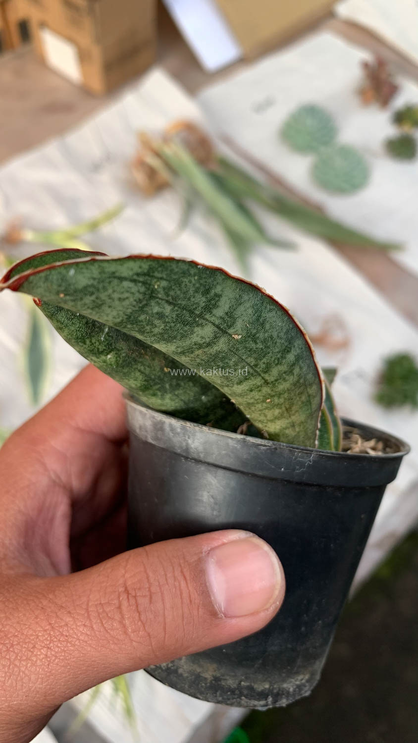 1007. Sansevieria Baseball 1 Leaf - Image 8