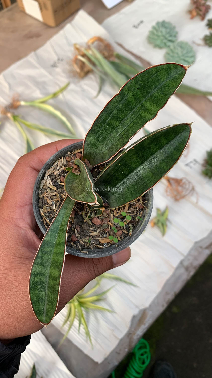 1007. Sansevieria Baseball 1 Leaf - Image 9
