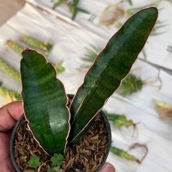 Alternative view of 1008. Sansevieria Sinus Simiorum 1 Leaf