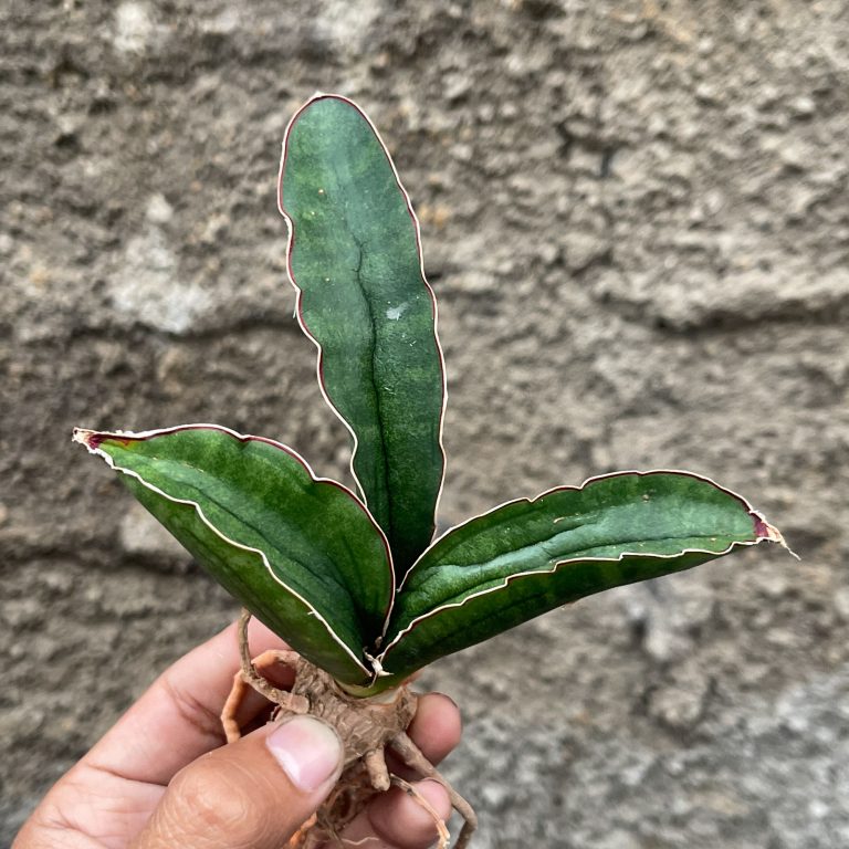 1008. Sansevieria Sinus Simiorum 1 Leaf