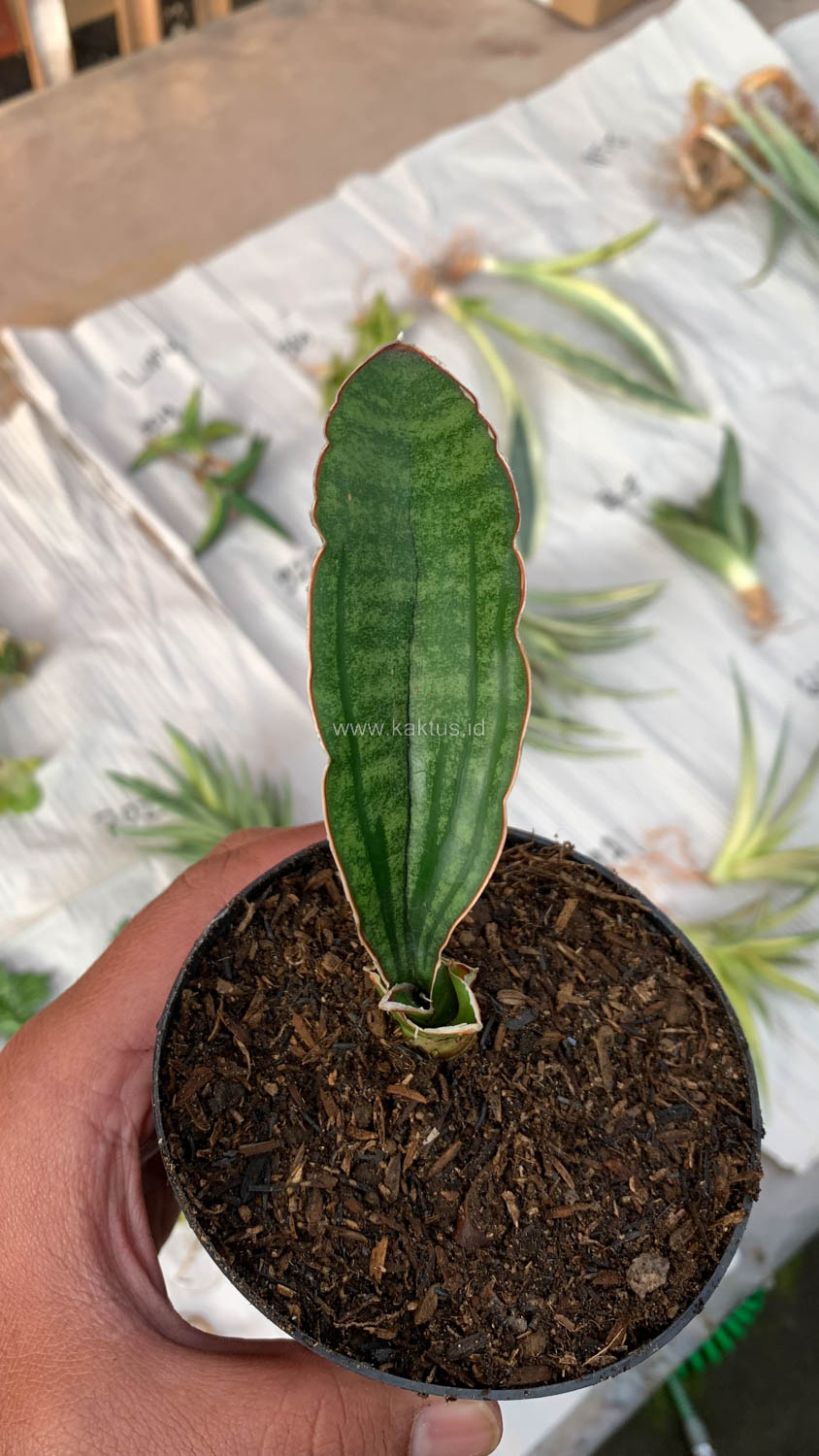 1009. Sansevieria Malawi Bat - Image 10