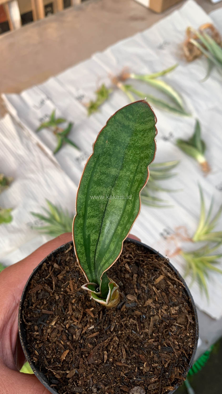 1009. Sansevieria Malawi Bat - Image 11