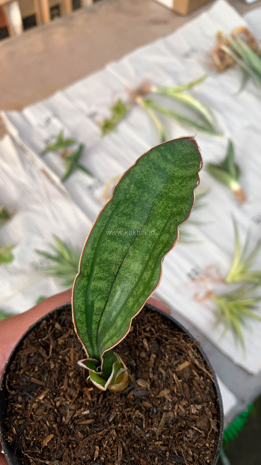 1009. Sansevieria Malawi Bat - Image 12