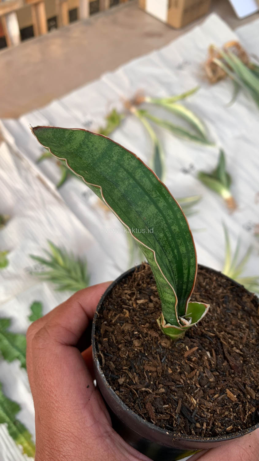 1009. Sansevieria Malawi Bat - Image 13
