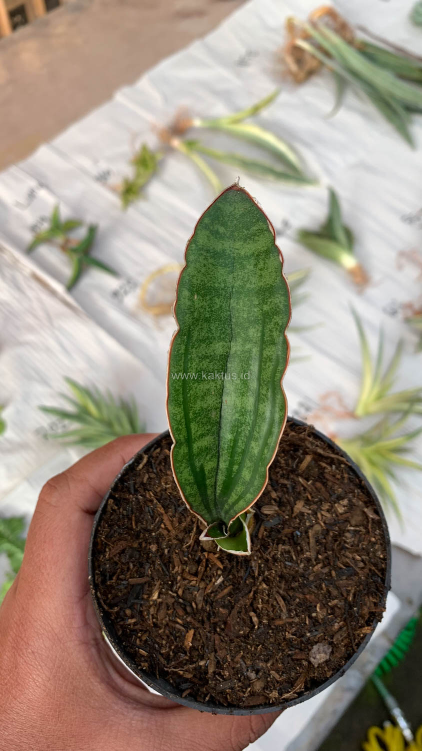 1009. Sansevieria Malawi Bat - Image 3