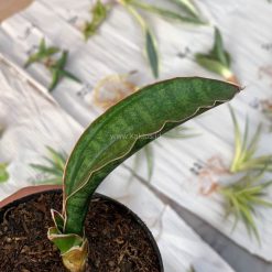 Alternative view of 1009. Sansevieria Malawi Bat