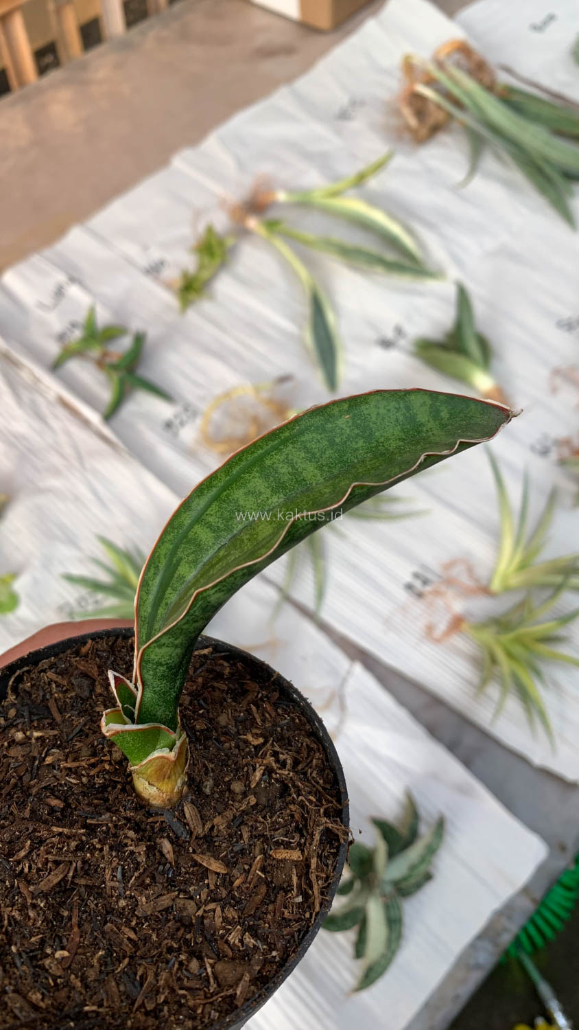 1009. Sansevieria Malawi Bat - Image 2