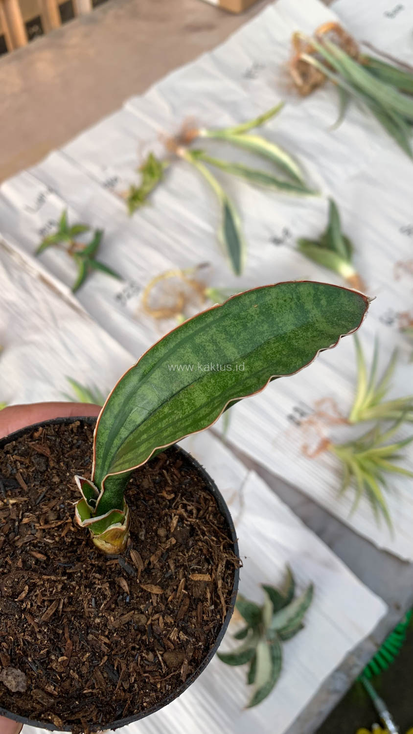 1009. Sansevieria Malawi Bat - Image 4