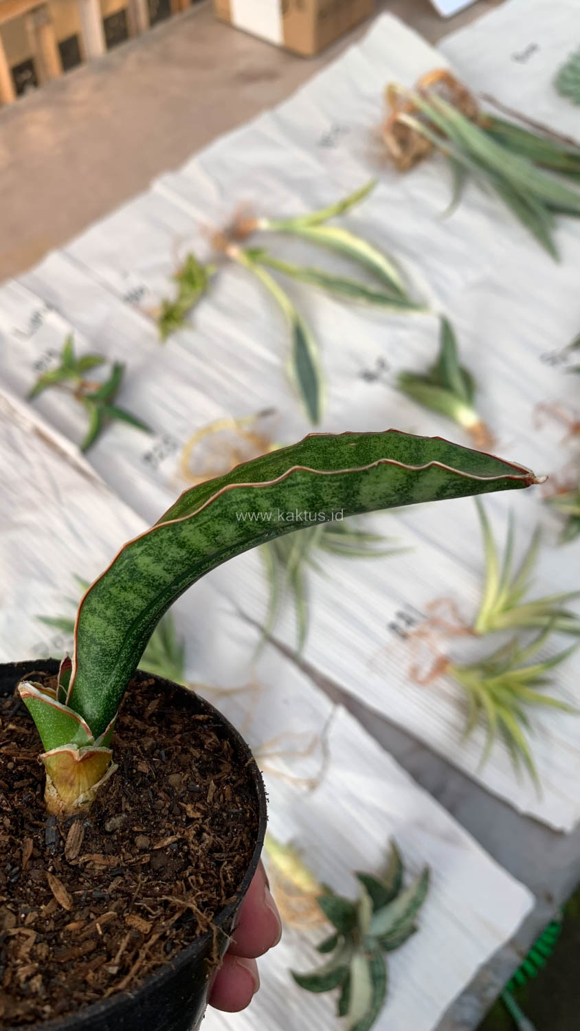 1009. Sansevieria Malawi Bat - Image 5