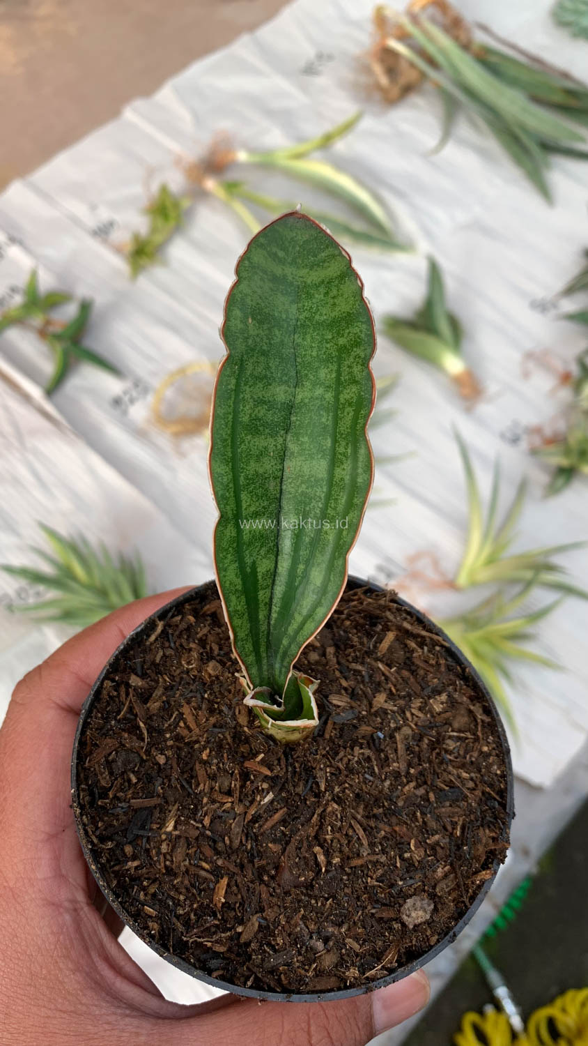 1009. Sansevieria Malawi Bat - Image 6