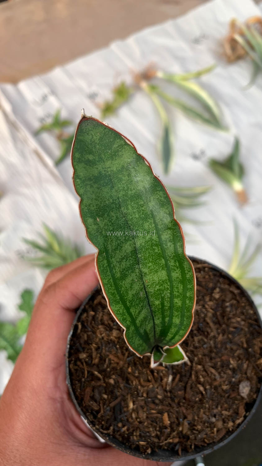 1009. Sansevieria Malawi Bat - Image 7