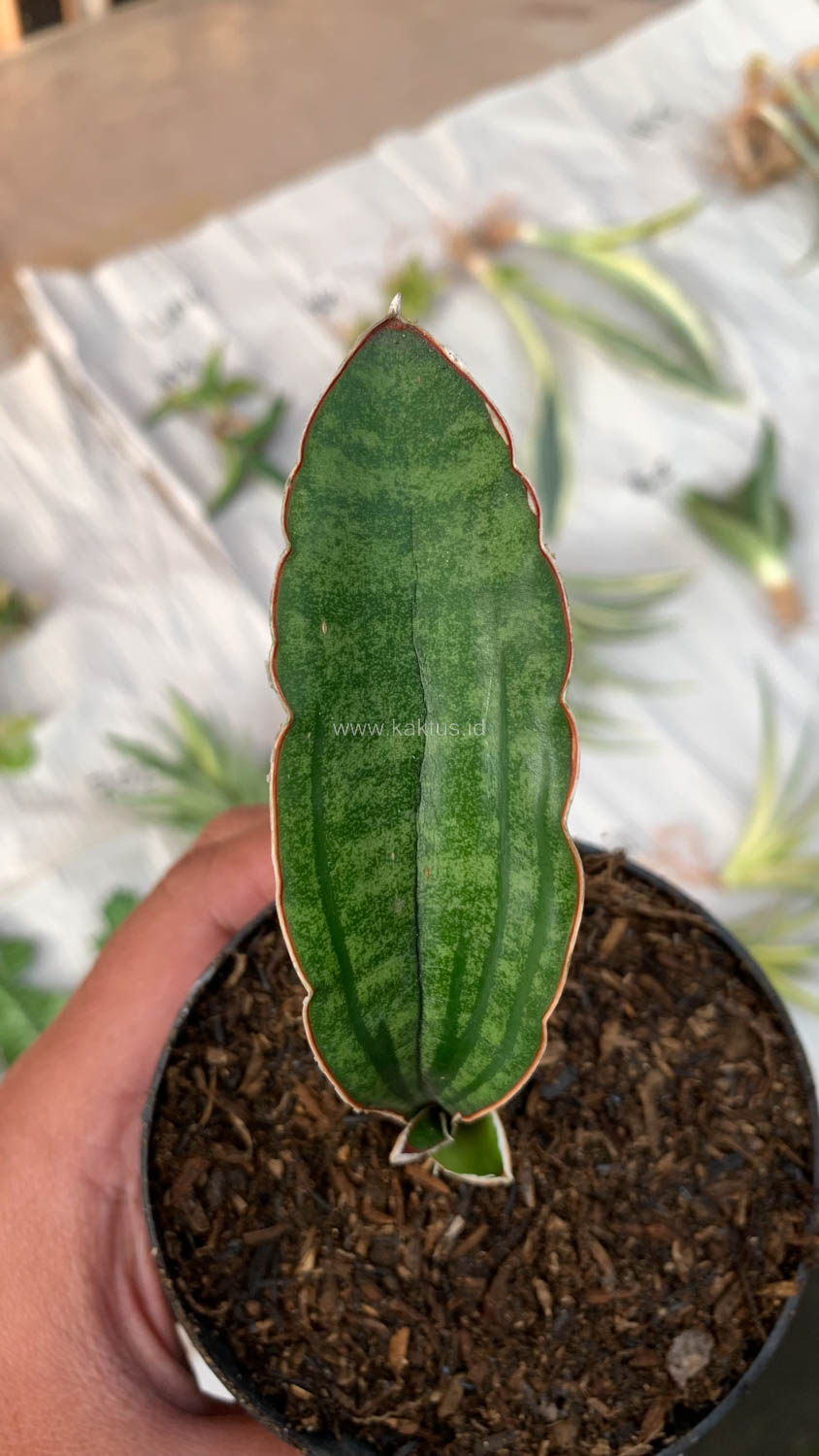 1009. Sansevieria Malawi Bat - Image 8