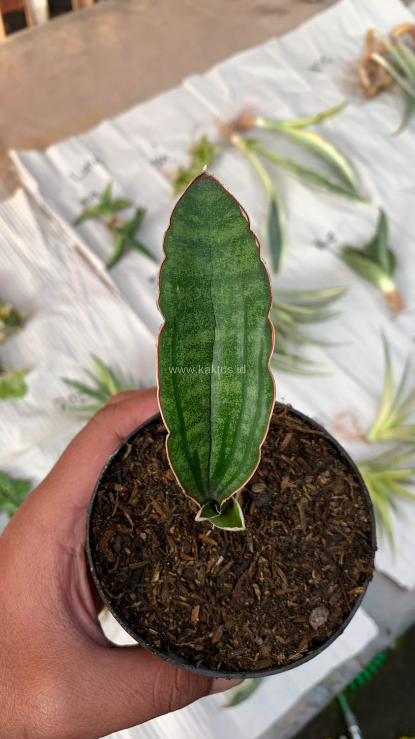 1009. Sansevieria Malawi Bat - Image 9